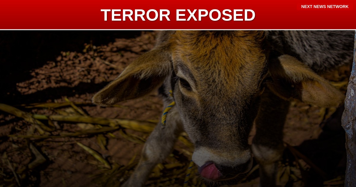 EXPOSED: Obama-Era Immigration Failure Enabled Michigan Synagogue TERRORIST Attack