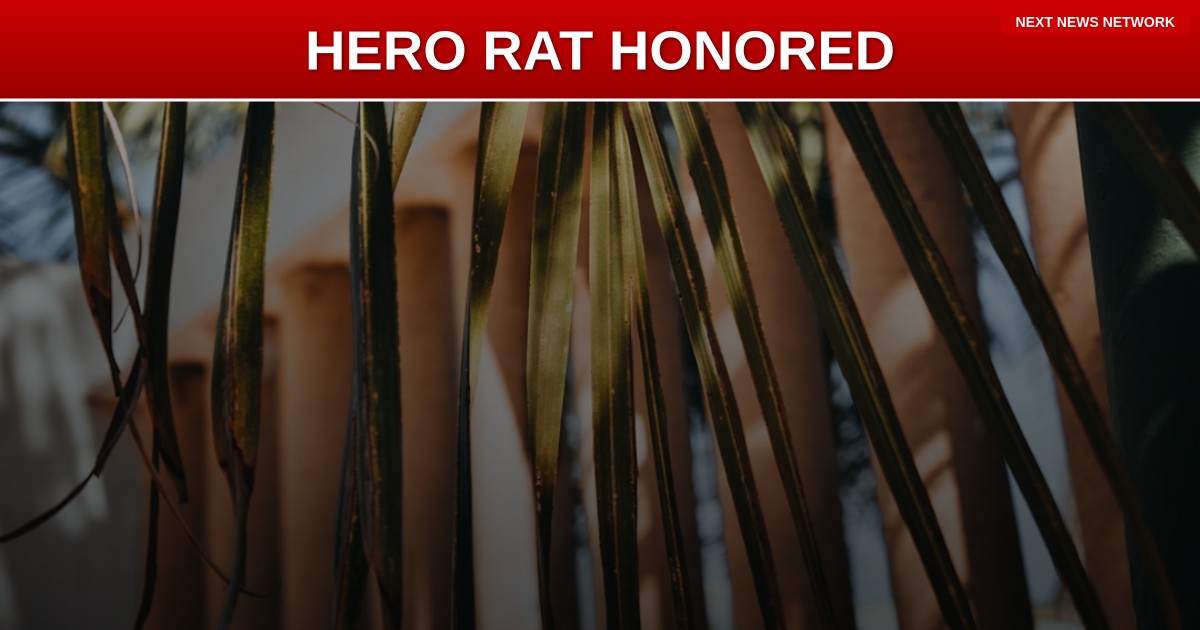HERO RAT Gets 6-Foot Statue While Biden's FAILURES Still Haunt America