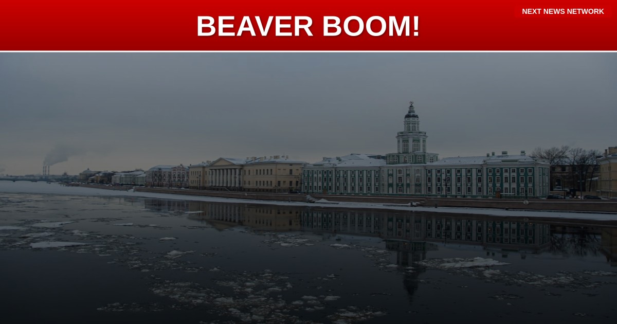 BREAKING: Russia's Population of Beavers Grows, What This Means for the Environment